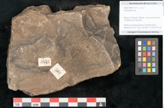 Foto (Objekt + Etikett) von Cyclocarpus sp.  (NHMW-GEO-2024-0188-11157)